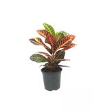 Croton, Kroton, Iç Mekan Bitkisi
