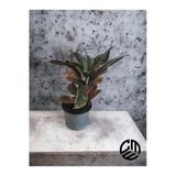Croton Petra Kroton İthal 30-40 Cm Saksıda Canlı Ev Ofis Salon Bitkisi