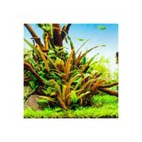 Cryptocoryne Beckettii In Vitro Canlı Bitki