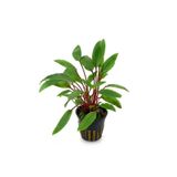 Cryptocoryne Beckettii Saksı Canlı Bitki