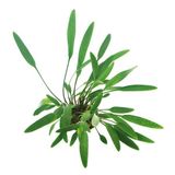 Cryptocoryne Lucens Saksı Canlı Bitki