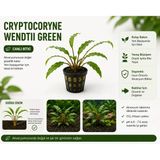 Cryptocoryne Wendtii Green Canlı Bitki