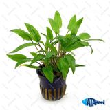 Cryptocoryne Wendtii Green Saksı Canlı Bitki