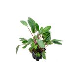 Cryptocoryne Willisii Saksı Canlı Bitki