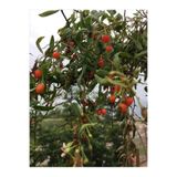 csy tarım 3 Adet Hem Lezzetli Hem de Faydalı: Gojiberry Fidanı (Kurt Üzümü) - Her Bahçeye Uygun 1027853