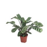 Ctenanthe 'Burle Marxii' (Dua Çiçeği) Ø12 CM H20-25 CM