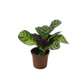 Ctenanthe 'Burle Marxii' (Dua Çiçeği) Ø5.5 CM H10-15 CM