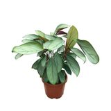 Ctenanthe Setosa 'Silver Star' (Dua Çiçeği)
