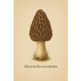 Cuaderno de Cuadrícula 5x5 mm – Morchella esculenta – 100 Páginas – 15,2 x 22,9 cm: Diseño realista con nombre científico – ideal para estudiantes, amantes de la naturaleza o como regalo