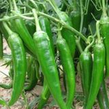 Cubanelle Tatlı Biber Tohumu (20 tohum)