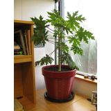 CÜCE PAPAYA TOHUMU 5 TOHUM+SAKSI+TOPRAK