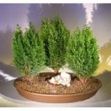 Cupressus Bonzai Ağacı Tohumu 5 Tohum + Süpriz Bonsai Tohumu
