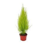 Cupressus Çamı Gold Creast Limoni Servi 30 40 Cm, BTS04062025BYB109