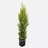 Cupressus Goldcrest Servi