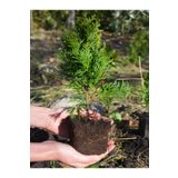 Cupressus Leylandii 40 Adet Leylandi Çam Ağacı Fidanı 10-30cm Dış Mekan Çit Bitkisi