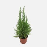 Cupressus Servi