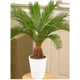 Cycas Ağacı Tohumu Sikas Ağacı Tohumu Revoluta Süs Ağacı 10 Adet Dev Tohum