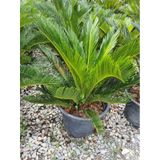 Cycas Revoluta - Sikas Japon Sago Palmiyesi 55-80cm Canlı İç Dış Mekan Bitkisi