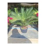 Cycas Revoluta Sikas Palmiyesi 55-80cm İç&dış Mekan Mekan Peyzaj Bitkisi