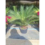 Cycas Revoluta Sikas Palmiyesi 60-80cm İç&dış Mekan Mekan Peyzaj Bitkisi