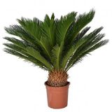 Cycas Tohumu 3 Tohum Sikas Tohumu + Süpriz Hediye Tohum
