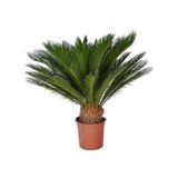 Cycas Tohumu Ekim Seti 3 Tohum Sikas Tohumu +Saksı+Toprak+