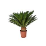Cycas Tohumu Ekim Seti 3 Tohum Sikas Tohumu +Saksı+Toprak+Süpriz