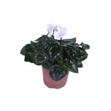 Cyclamen Persicum Saksı'Da Beyaz Renk (Iran Siklameni) Hediyelik Çiçek, BTSHDYLİK36