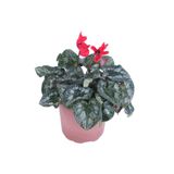 Cyclamen Persicum Saksı'Da Kırmızı Renk (Iran Siklameni) Hediyelik Çiçek, BTSHDYLİK35