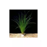 Cyperus Juncus Canlı Bitki Saksısı