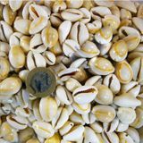 Cyprea Annulus -Kavrulmuş Kiloluk Deniz Kabuğu (1 KG)