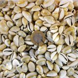 Cyprea Annulus Kiloluk Deniz Kabuğu (1 KG)