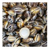 Cyprea Caputserpentis Kiloluk Deniz Kabuğu - Kesik (1 KG)