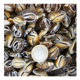 Cyprea Caputserpentis Kiloluk Deniz Kabuğu - Kesik (100 GR)