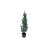 Cypress Sapling Mavi Servi Selvi Blue 50-100 Cm