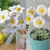 Dafniart 5 Adet Nergis Çiçeği Veya Papatya Şeklinde Saksı Dibi Süsü 5_6 cm Beyaz 5 li Papatya Saksı Süsü 5_6 cm