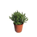 Dağ Bahçe Kekiği Fidanı 10-20 Cm 1 Adet Thymus Vulgaris
