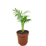 Dağ Palmiyesi- Chamaedorea Elegans 20-30 cm