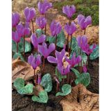 Dağ Sıklameni Cilicum Cyclamen Soğuklara Dayanıklı Sıklamen Çiçeği Soğanı (1 Adet)
