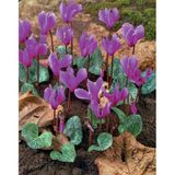 Dağ Sıklameni Cilicum Cyclamen Soğuklara Ve Kuraklığa Dayanıklı Sıklamen Çiçeği Soğanı (1 Adet)