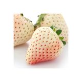 Daglioglu Fidancilik Beyaz Çilek Fidesi Pineberry 2 Adet