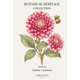 Dahlia: A Botanical Heritage Collection Notebook Featuring Dahlia × pinnata