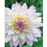 Dahlia Veribalis-figaro (yıldız Çiçeği) F1 10 Ad Tohum