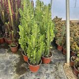 Dallı Büyük Boy Euphorbia Trigona Green - Afrika Yeşil Süt Ağacı Kaktüsü