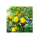 damla su çiçek Bodur Saksılı Yediveren Limon Fidanı 4 Yaş