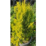 damla su çiçek Limon Çamı (LİMONİ SERVİ)60-80 Cm