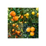 damla su çiçek Narenciye Paketi Bodur Aşılı Yediveren-limon-portakal-kamkat-mandalina Fidanı