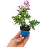 Damlası Itır Çiçeği Fidanı Saksıda 10-20 cm Iç Mekan Bitkisi