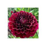 Dashing Look 10 Adet Bordo Renkli Kirli Hanım Çiçeği Tohumu Kokulu TH-thmcmthm502