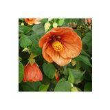 Dashing Look 10 Adet Kavun Içi Renkli Abutilon Hybridum Çiçek Tohumu Ithal TH-thmcmthm464